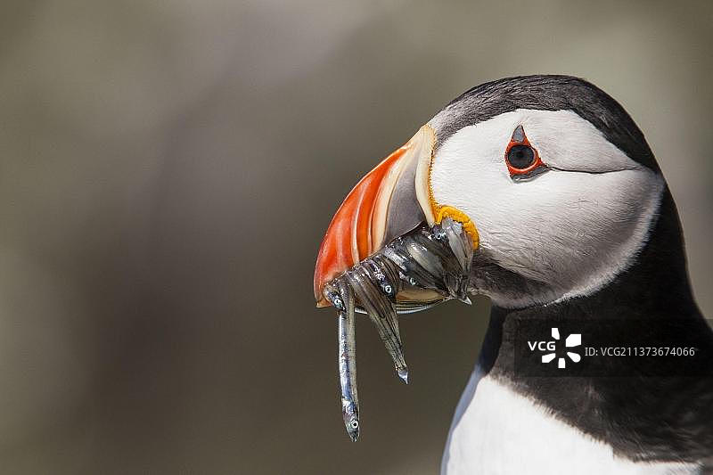 手持沙鳗的海鹦图片素材