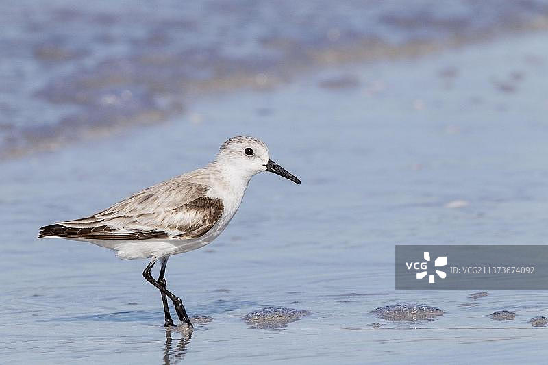 在海岸觅食的白腰鹬成年非繁殖羽毛图片素材
