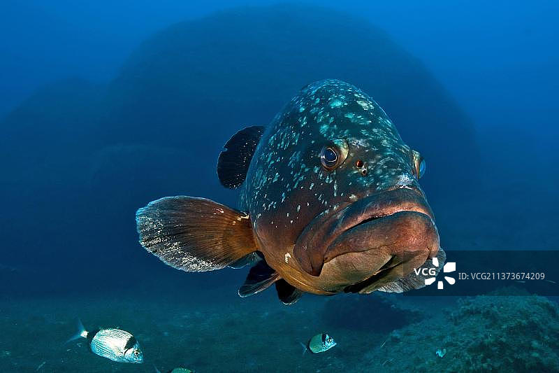 地中海暗色石斑鱼图片素材