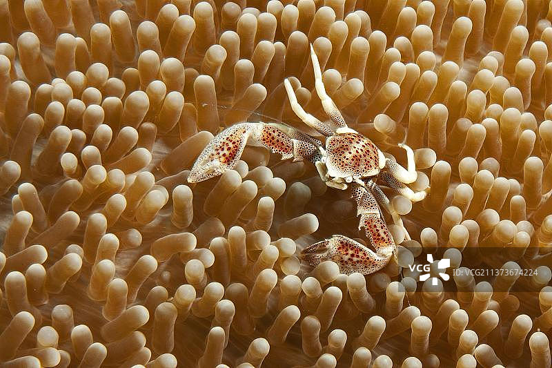 海葵蟹（豆蟹，Neopetrolisthes maculatus），印度洋-太平洋图片素材