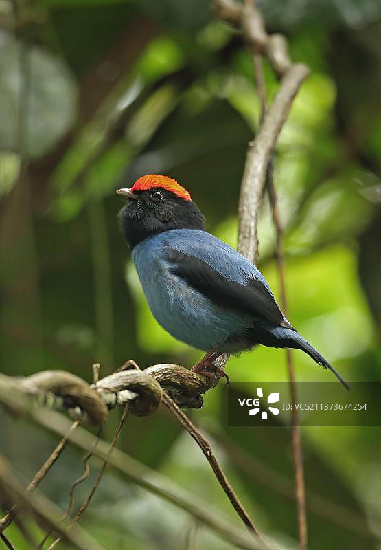 蓝侏儒鸟（尾须娇鹟），成年雄性，栖息于藤蔓之上，位于巴西里约热内卢瓜皮阿苏生态保护区，南美洲图片素材