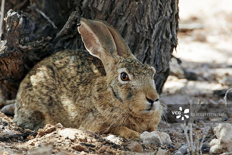 开普兔,开普兔(多个),沙漠兔,开普兔(学名:Lepus capensis),兔,啮齿动物,哺乳动物,动物,成年开普兔,在树荫下休息,卡拉哈里图片素材