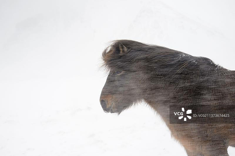 马，冰岛矮马，成年，头部特写，在暴风雪中，斯奈山半岛，韦斯图尔兰，冰岛，欧洲图片素材