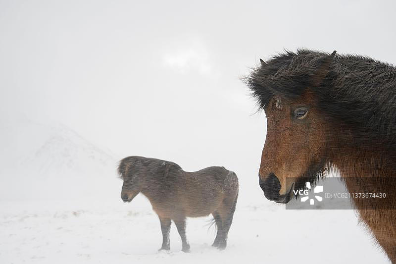 暴风雪中站在雪地上的两匹成年冰岛小马，斯奈山半岛，韦斯图尔兰，冰岛，欧洲图片素材