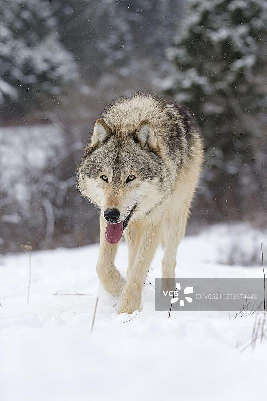 灰狼，灰色的狼（Canis lupus），犬科，掠食者，哺乳动物，动物，成年灰狼，喘着粗气走在雪地上，美国蒙大拿州，二月（圈养）图片素材