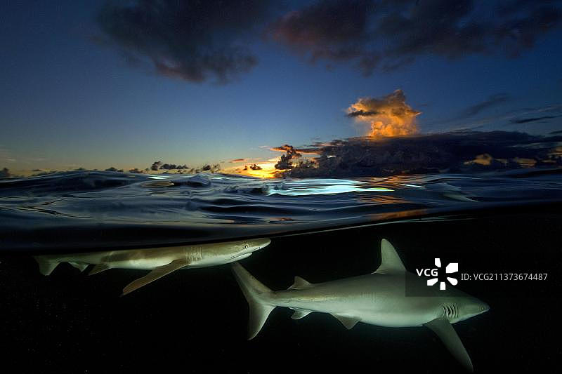 日落时分的黑鳍礁鲨图片素材