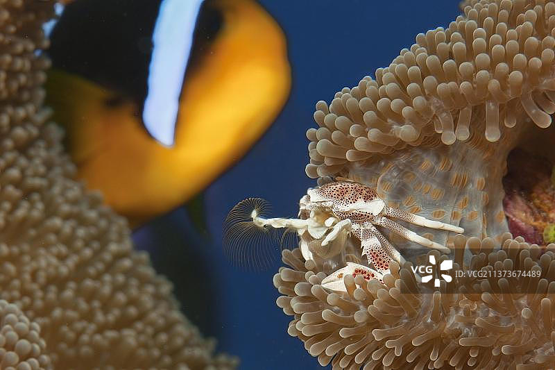 斑点海葵蟹捕捉浮游生物，印度洋-太平洋海域图片素材