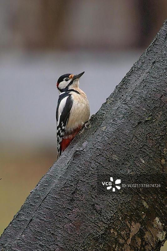 大斑啄木鸟，克拉斯诺达尔，俄罗斯，欧洲图片素材