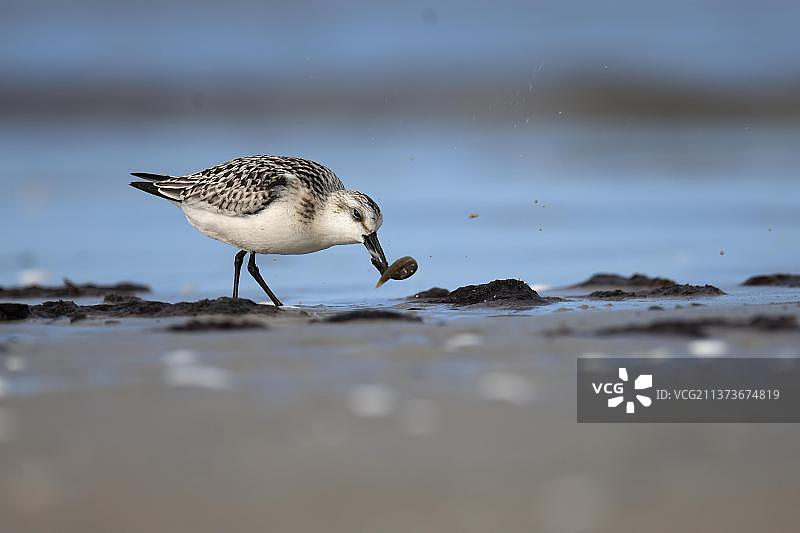 德国普雷罗，波罗的海上的三趾滨鹬(Calidris alba)图片素材