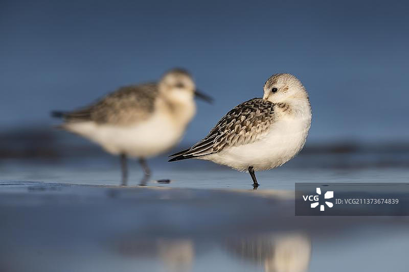 德国普雷罗，波罗的海上的三趾滨鹬(Calidris alba)图片素材