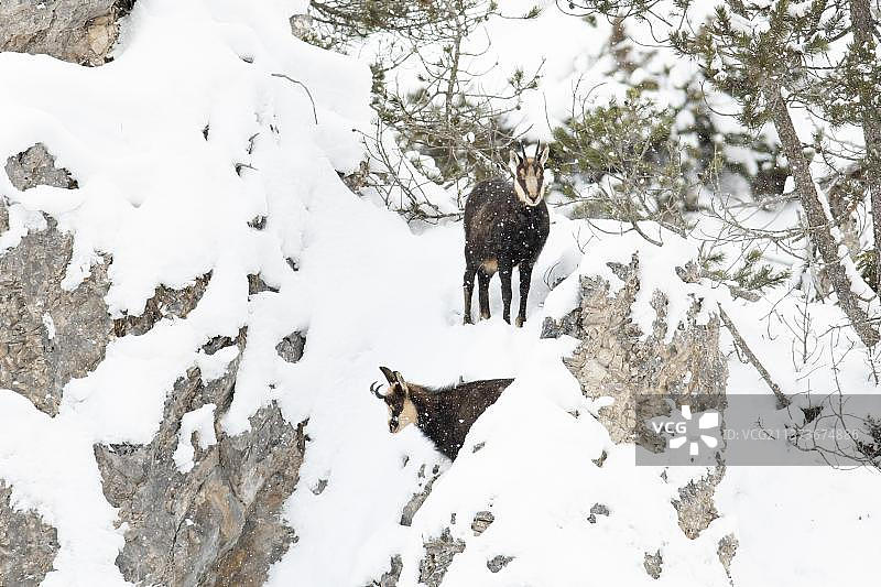 小羚羊与幼崽在雪坡上（奥地利蒂罗尔州）图片素材