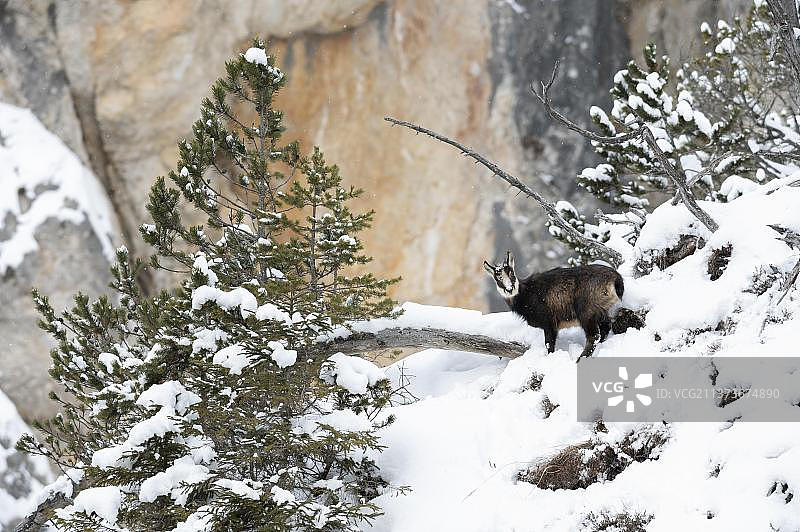 在欧洲奥地利的蒂罗尔，雪覆盖的陡坡上的小鹿图片素材
