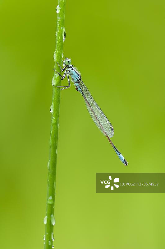 蓝尾豆娘图片素材