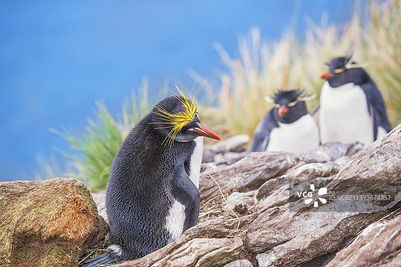 南美洲福克兰群岛，东福克兰岛岩石小岛上的长冠企鹅和凤头黄眉企鹅图片素材