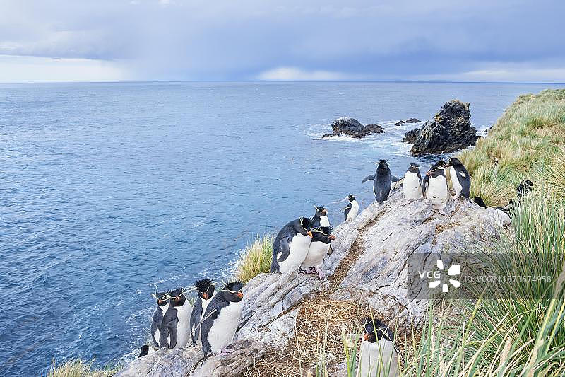 南美洲福克兰群岛东福克兰岛岩石小岛上的一群凤头黄眉企鹅图片素材