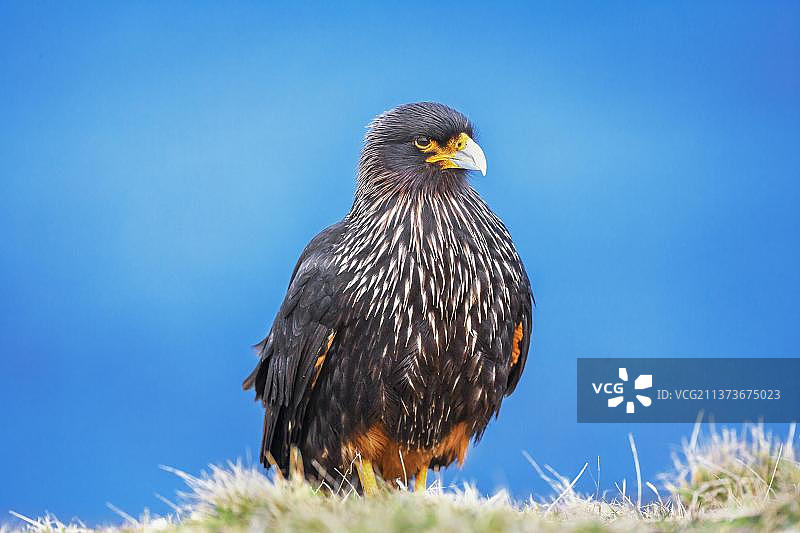 海狮岛南美卡拉鹰图片素材
