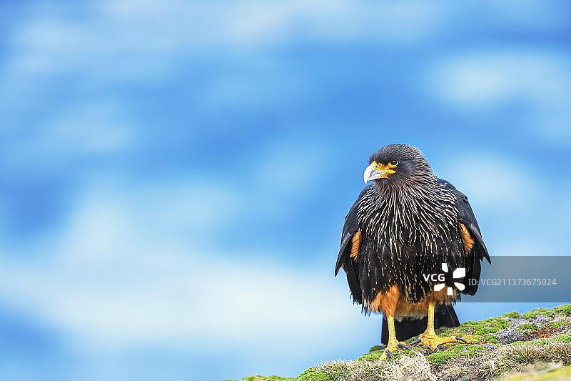 海狮岛南美卡拉鹰图片素材