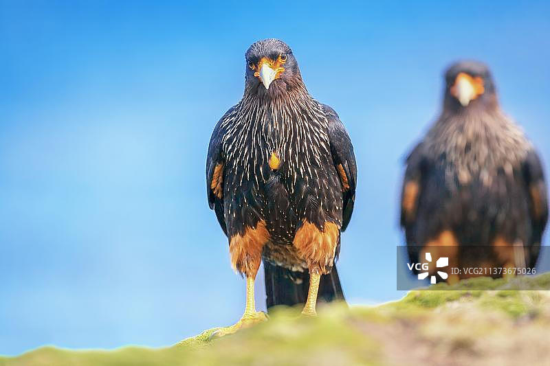 条纹卡拉鹰（Phalcoboenus australis）一对，海狮岛，福克兰群岛，南美洲图片素材