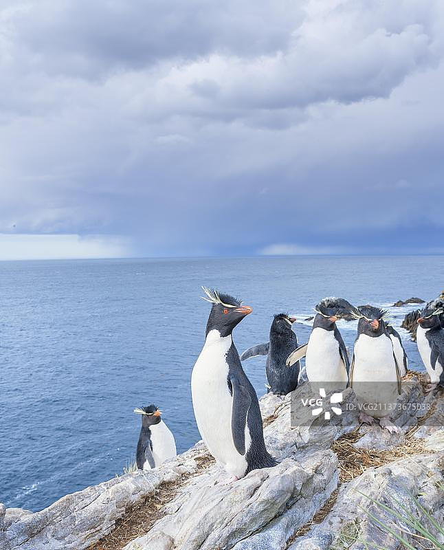 南美洲福克兰群岛东福克兰岛岩石小岛上的一群凤头黄眉企鹅图片素材
