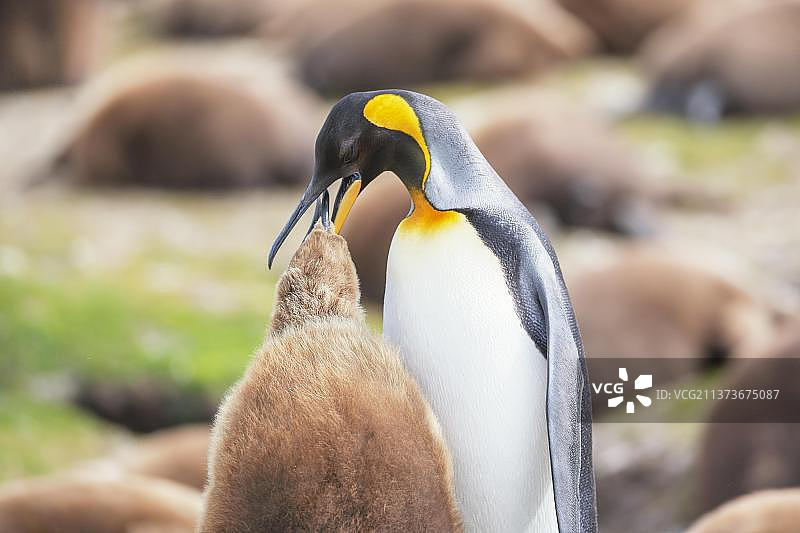 南美福克兰群岛东福克兰岛，成年王企鹅（Aptenodytes patagonicus）喂食幼鸟图片素材