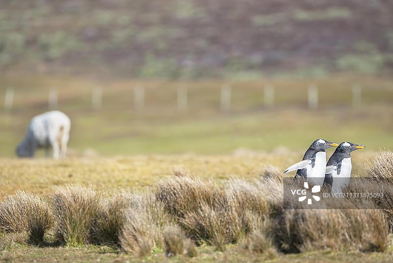 巴布亚企鹅，志愿角，东福克兰岛，福克兰群岛，南美洲图片素材