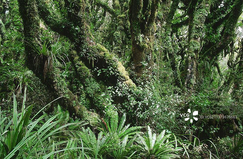 埃格蒙特国家公园里植被繁茂的树木（新西兰北岛）图片素材