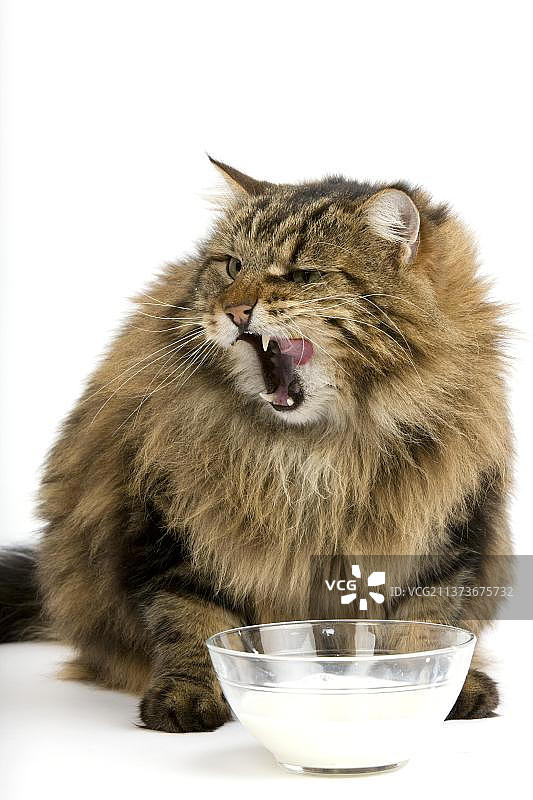 安哥拉家猫：喝牛奶的公猫，白色背景图片素材