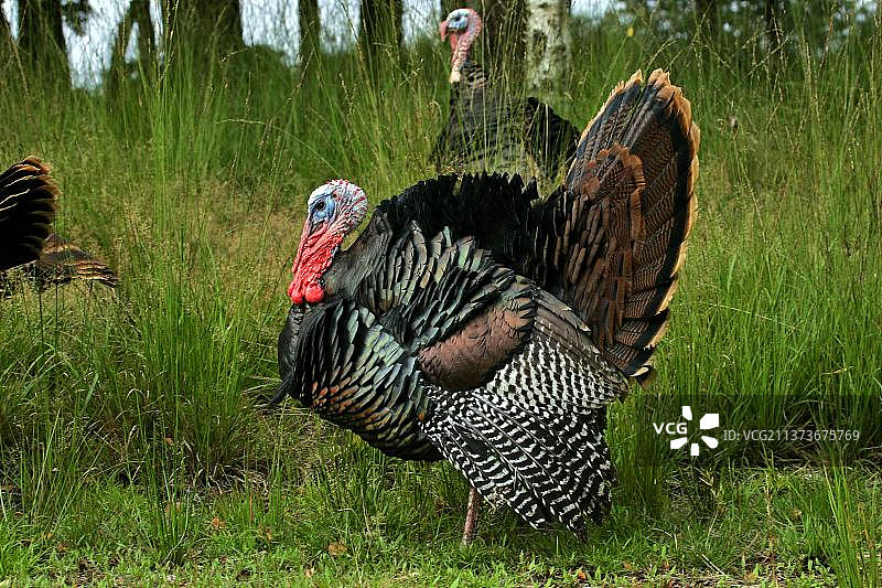 家禽普通火鸡（Meleagris gallopavo）侧面图图片素材