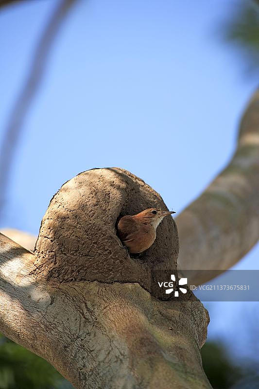 红炉鸟（Furnarius rufus）巴西巢穴，南美洲图片素材