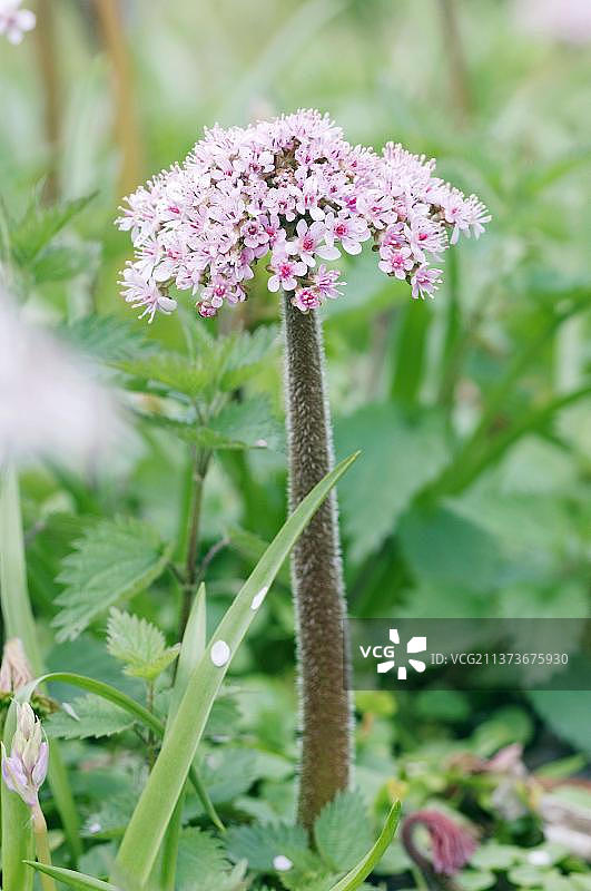 伞草（盾叶鬼笔，Darmera peltata）图片素材