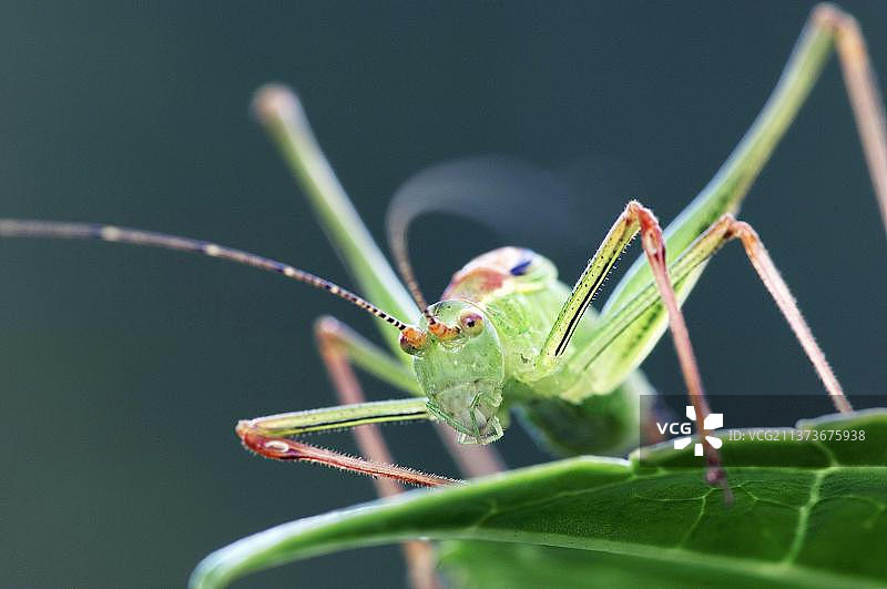 欧洲德国北莱茵-威斯特法伦的斑点灌木蟋蟀（Leptophyes punctatissima），雄性图片素材