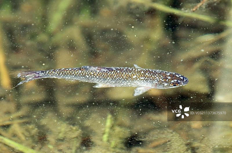 德国石勒苏益格-荷尔斯泰因的欧鮊图片素材