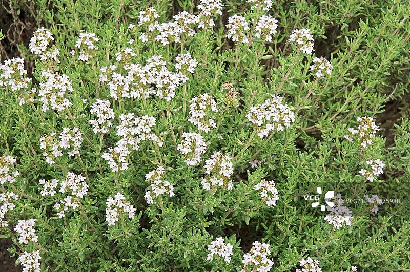 百里香（普通百里香）图片素材