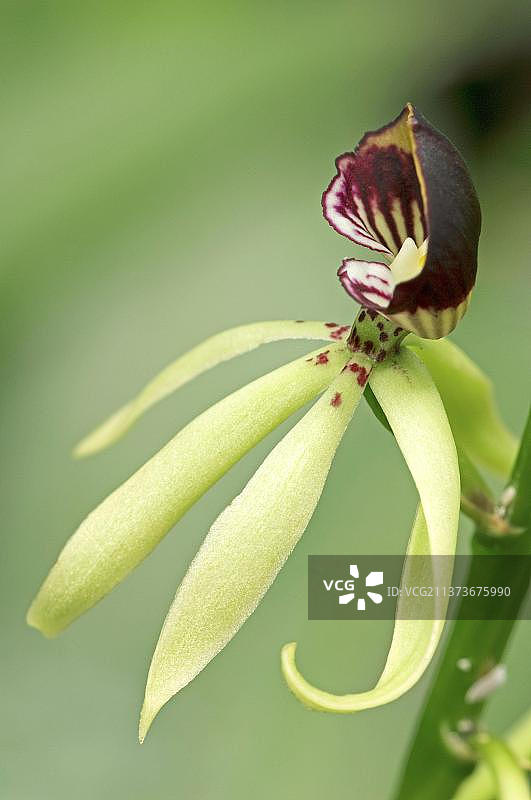 兰花：绿胡蜂（Encyclia cochleatum x Encyclia lancifolium杂交品种）图片素材