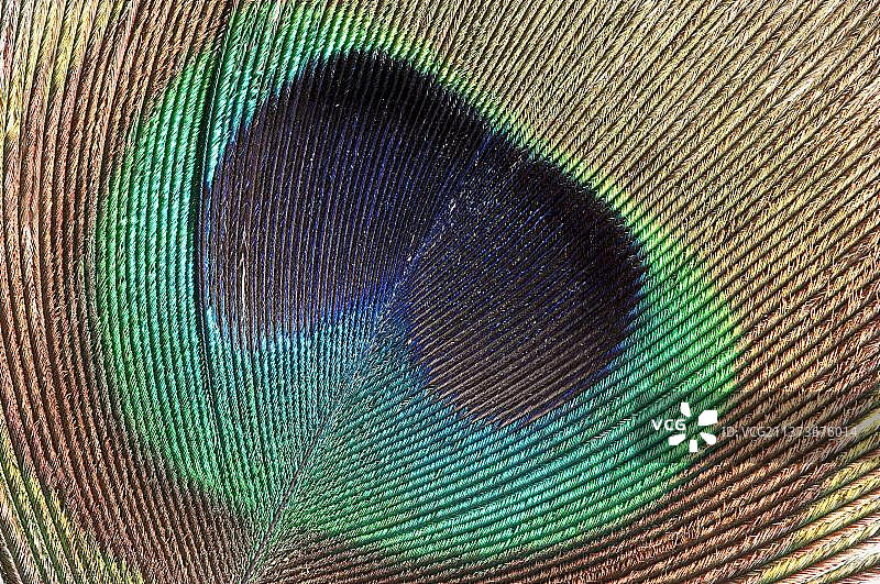 印度孔雀（Pavo cristatus），雄性，尾羽细节图片素材