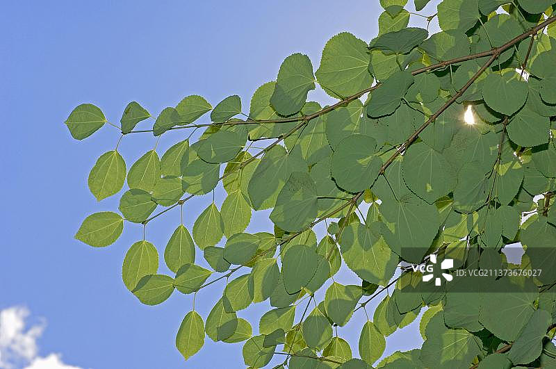 连香树图片素材