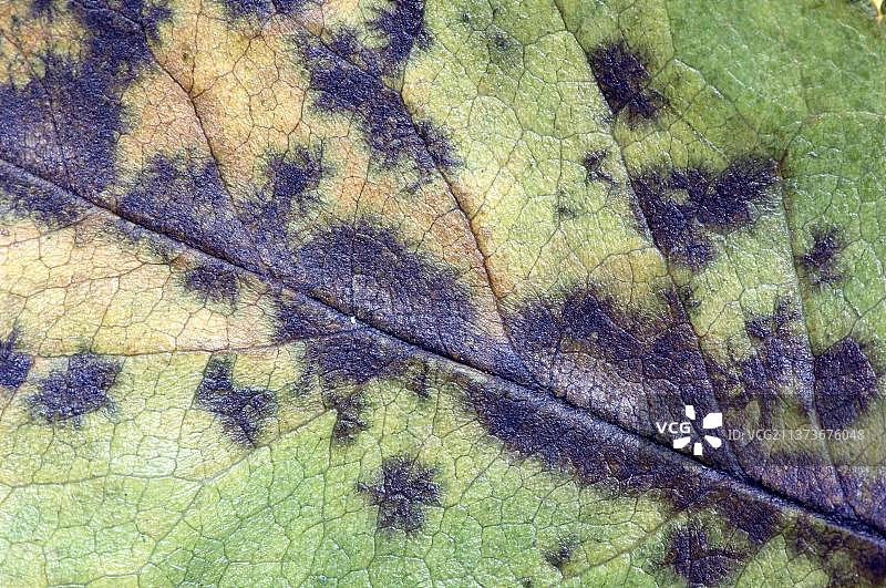 玫瑰叶片黑斑病（Diplocarpon rosae），真菌病图片素材