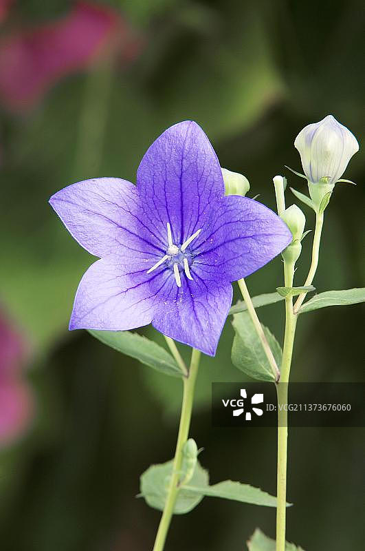 桔梗花图片素材