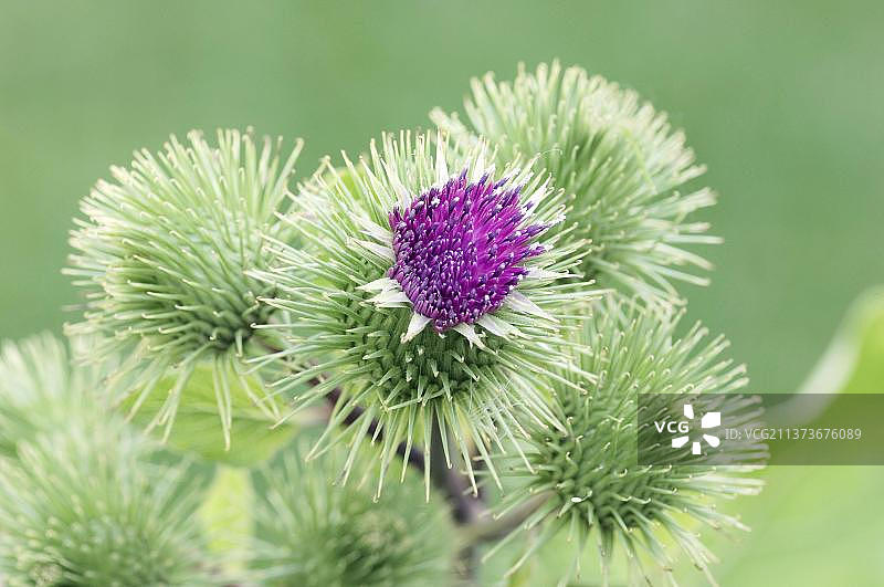 牛蒡花，北莱茵-威斯特法伦，德国，欧洲图片素材