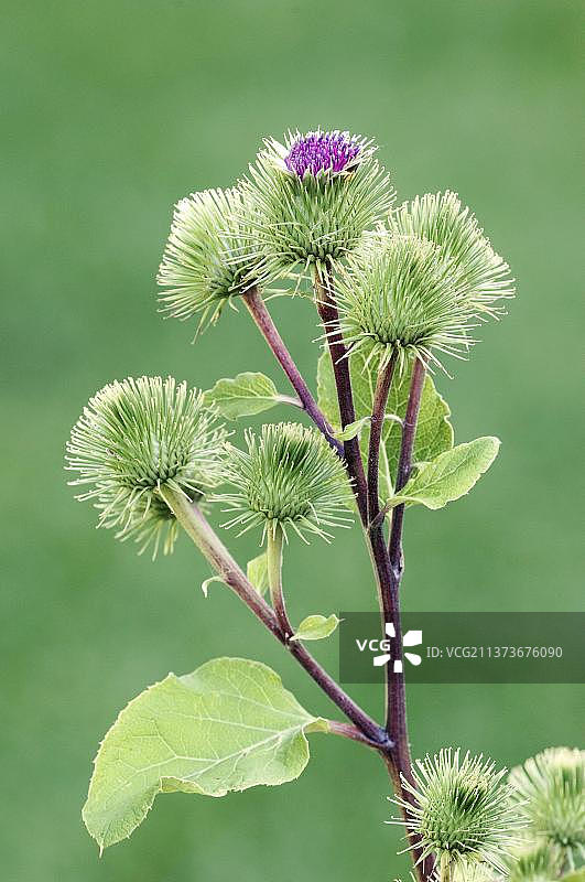 牛蒡花，北莱茵-威斯特法伦，德国，欧洲图片素材