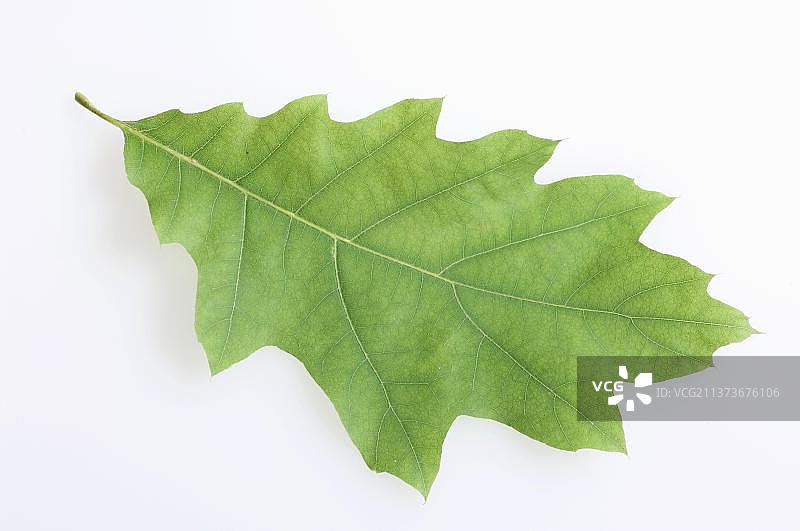 美国红橡树叶图片素材