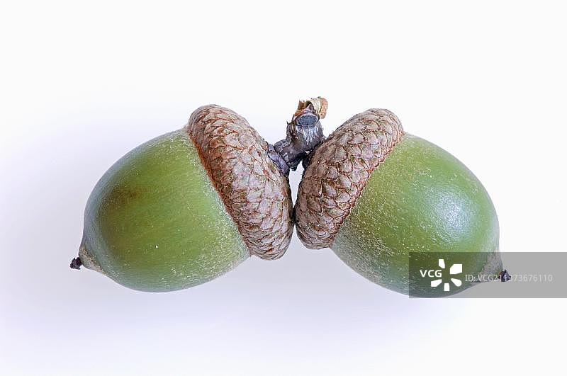 北方红橡树的橡子图片素材