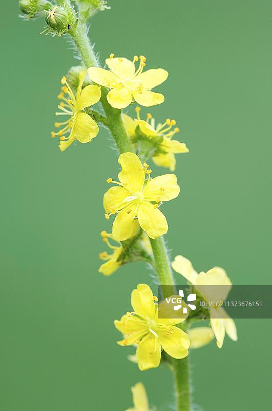 北莱茵-威斯特法伦省的Common agrimony图片素材