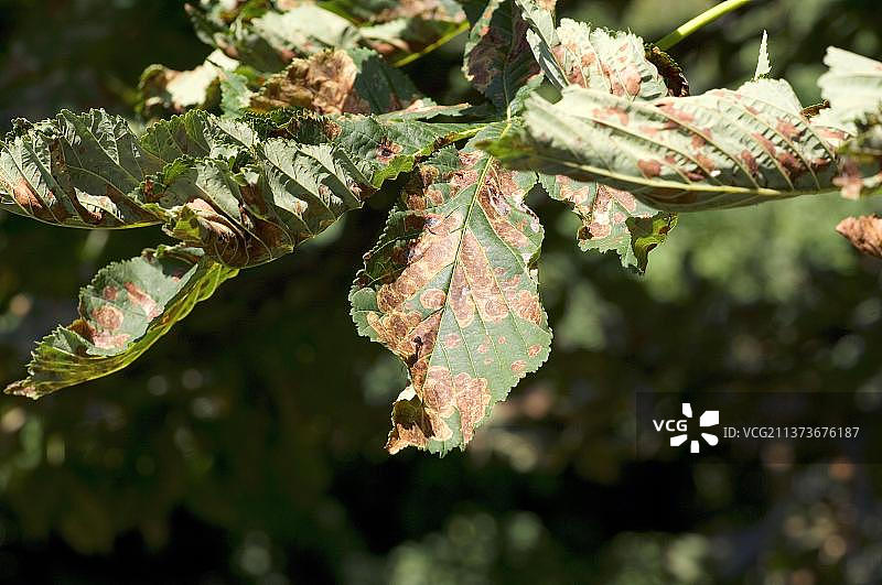 受七叶树潜叶蛾损害的欧洲七叶树叶子，德国，欧洲图片素材