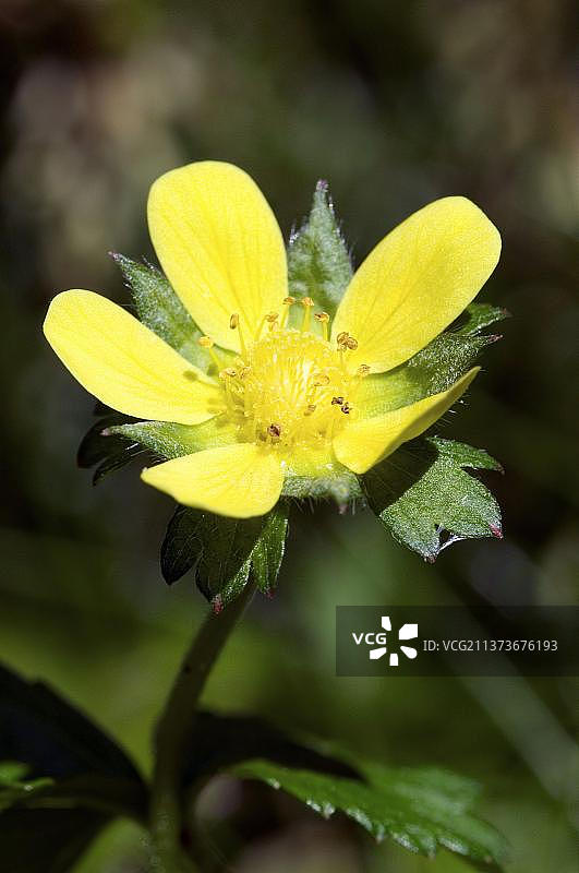 印度草莓花图片素材