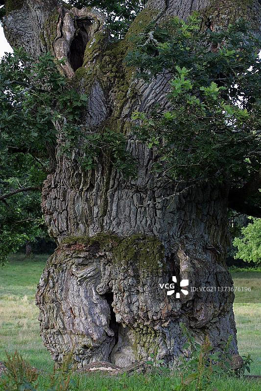 英国橡树（夏栎），树龄800年，树干，位于瑞典图恩海姆图片素材