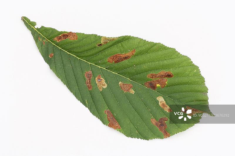 七叶树叶子与欧洲七叶树潜叶蛾的取食痕迹图片素材