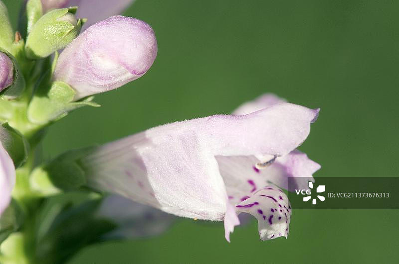 随意草图片素材