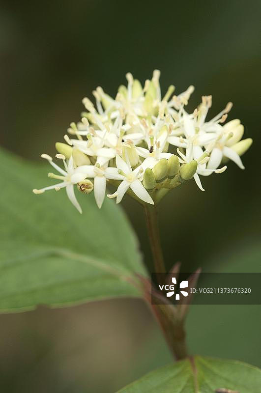血色山茱萸（红瑞木）花序，德国北莱茵-威斯特法伦州，欧洲图片素材