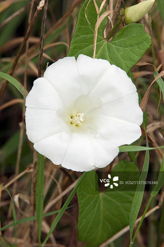 欧亚旋花，德国北莱茵-威斯特法伦图片素材